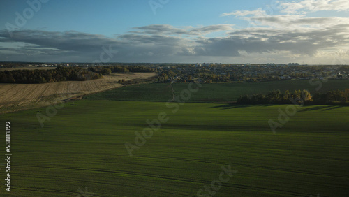 Agricultural crops. Field with green sprouts. Winter culture. Along the edges of the field is a forest with yellowed autumn leaves. Aerial photography.