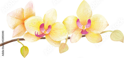 Watercolor hand drawn hawaiian illustration with yellow orchid flowers