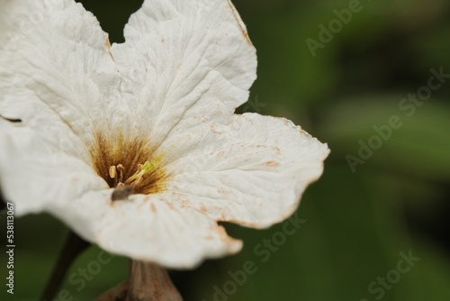 Anacahuita flower photo