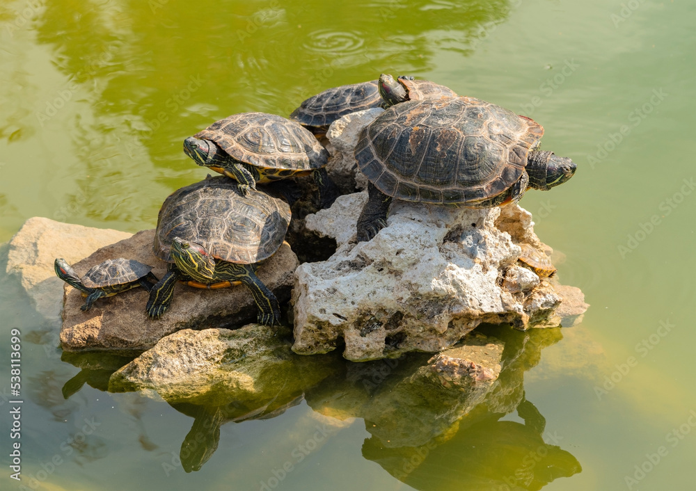 red-eared turtle basking in the sun red-eared turtle basking in the sun