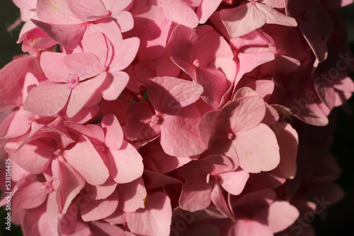 Pink hydrangea
