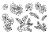 Hand drawn design vector elements. Forest collection of coniferous branches and pine cones isolated on white background.