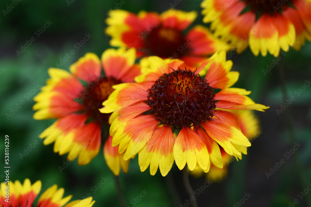 bright yellow and orange autumn flowers close-up bright yellow and orange autumn flowers close-up
