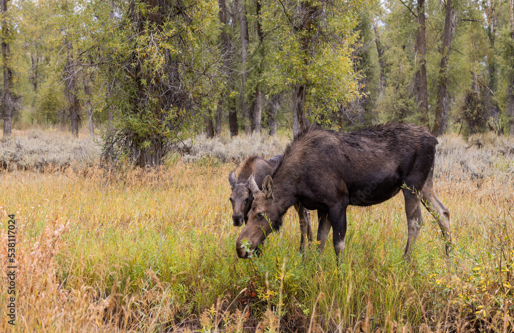 Cow and Calf Moose in Wyoming in Autumn Cow and Calf Moose in Wyoming in Autumn