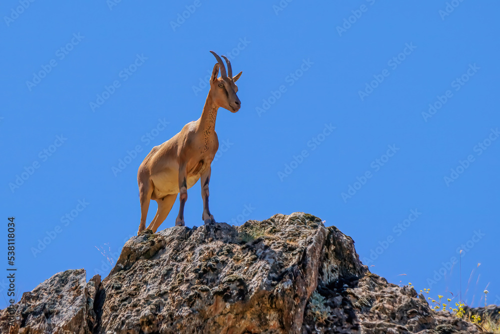 Mountain goat living freely in Tunceli mountains Mountain goat living freely in Tunceli mountains