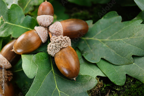 Acorns with oak leaves outdoors, closeup. Space for text