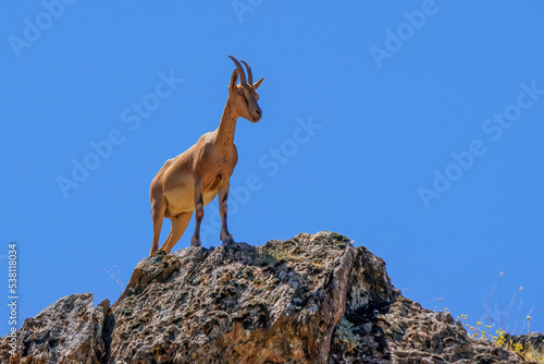Mountain goat living freely in Tunceli mountains