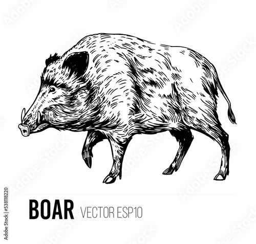 Foto Wild boar sketch. Engraving style. Vector illustration