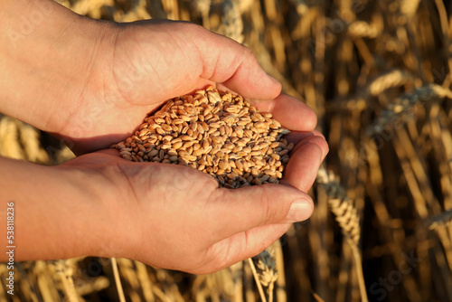 Man holding handful of wheat grains in field on sunny day, closeup © New Africa