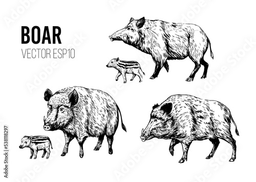 Foto Wild boar sketch. Engraving style. Vector illustration