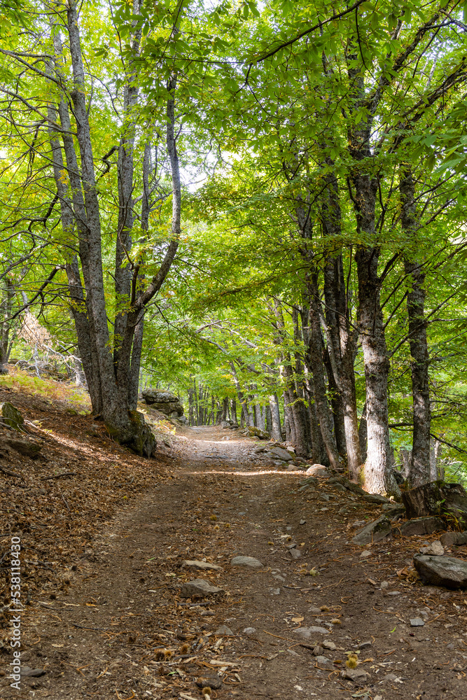 Chestnut forest in the Castanar El Tiemblo. Avila (Spain) Chestnut forest in the Castanar El Tiemblo. Avila (Spain)
