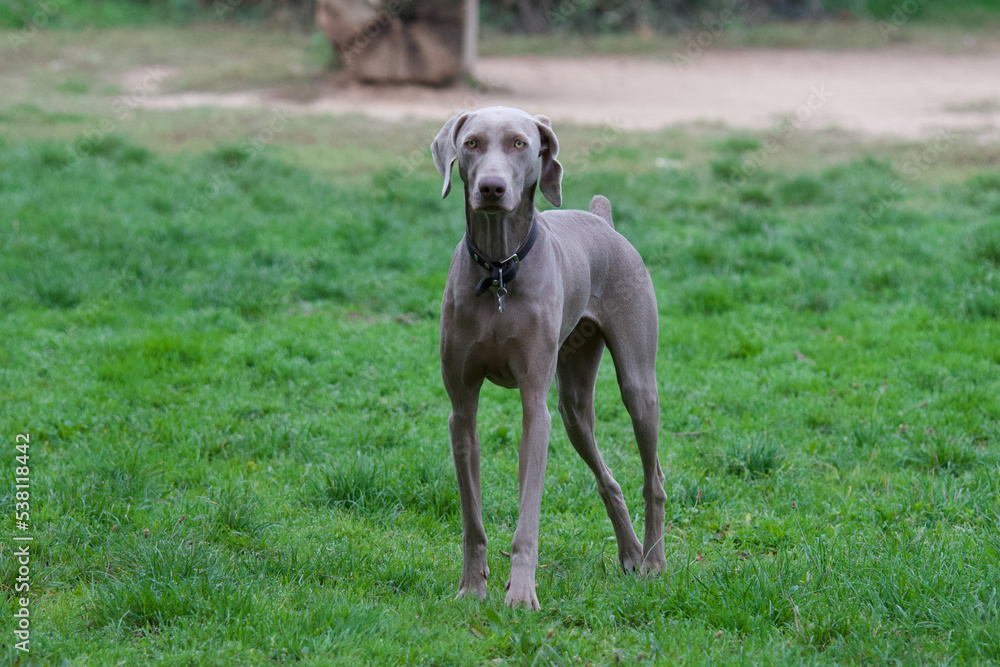 One beautiful and serious Weimaraner dog in a french dog park looking at camera