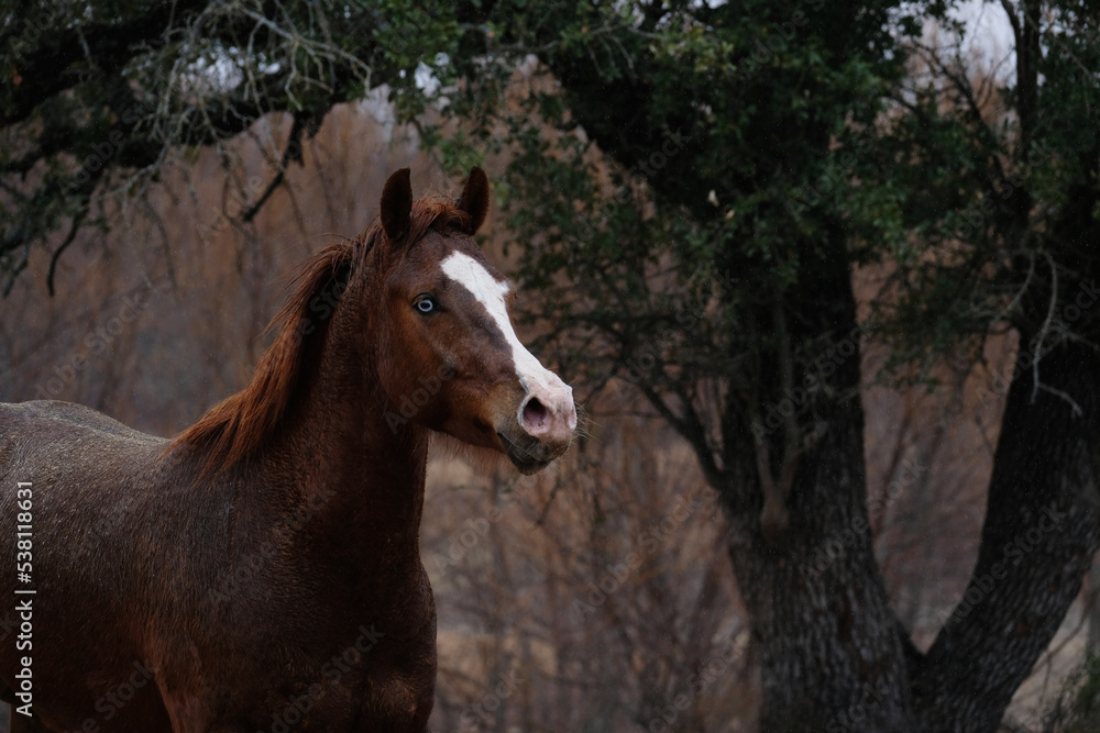 Fresh and spirited sorrel gelding horse in rainy weather on Texas farm outdoors. Fresh and spirited sorrel gelding horse in rainy weather on Texas farm outdoors.