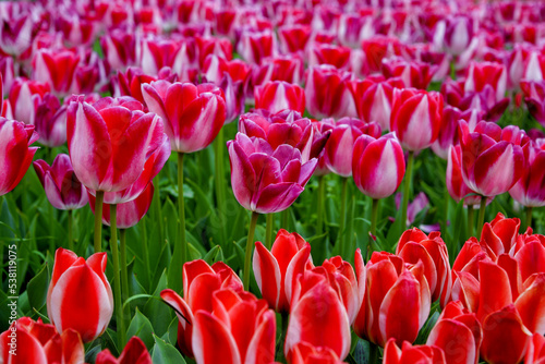 red and white tulips