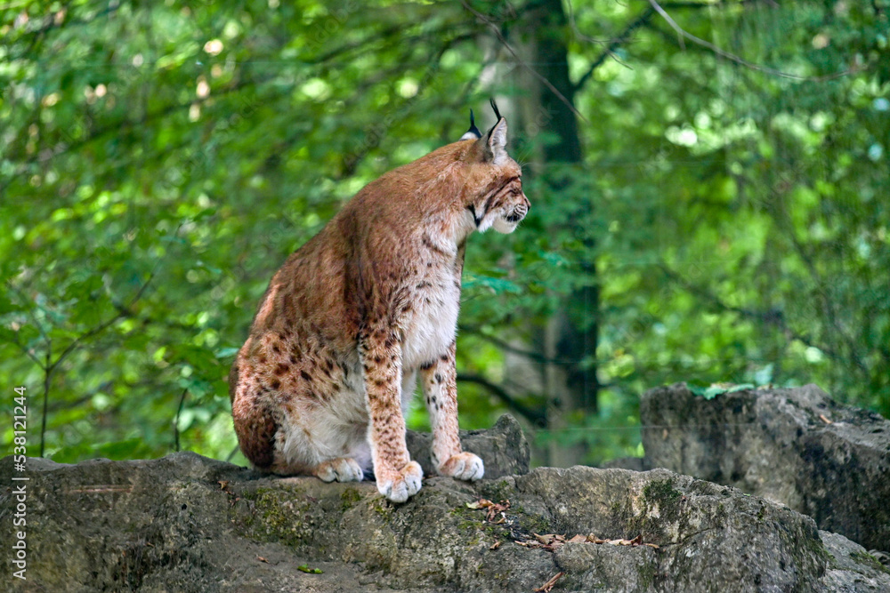 Fototapeta premium Eurasischer Luchs (Lynx) sitzt auf einem Stein im Wald im Wildpark in Schweinfurt 