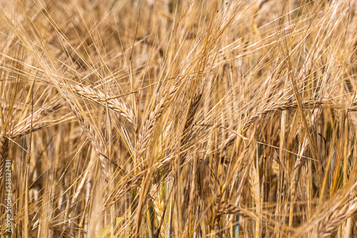 golden barley field