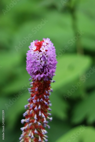 Vertical closeup of Primula vialii with green leaves blurred background photo