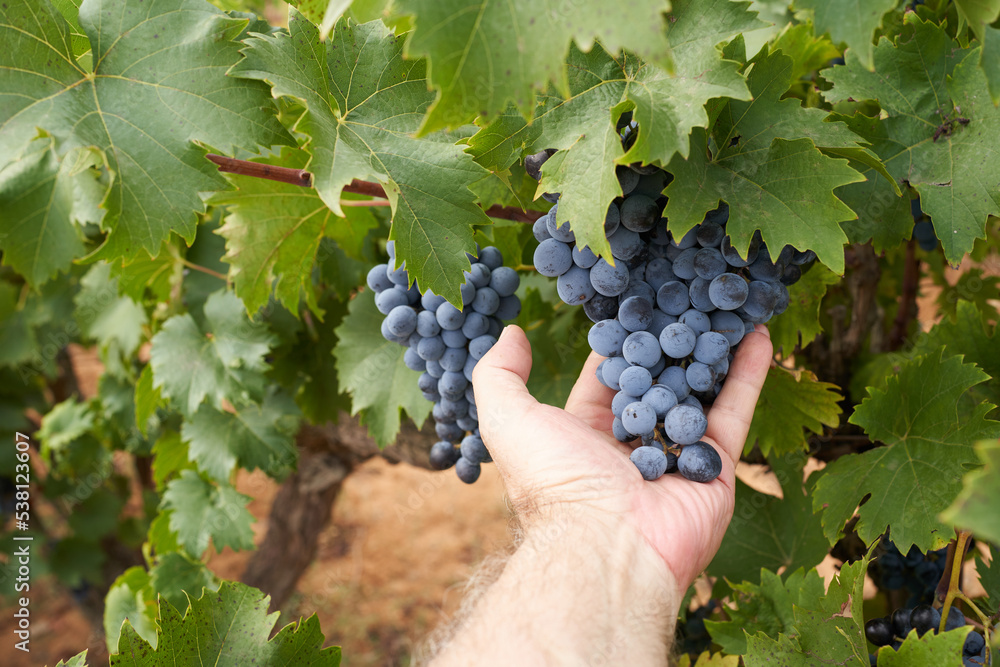 Close-up hands of a man with ripe dark blue grapes on green leaves background. Autumn harvest in the Gironès region, Catalonia, Spain.