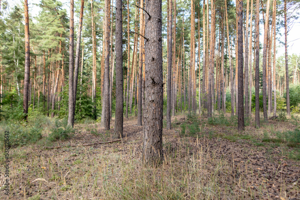 Obraz premium Trees in a coniferous forest as a background.