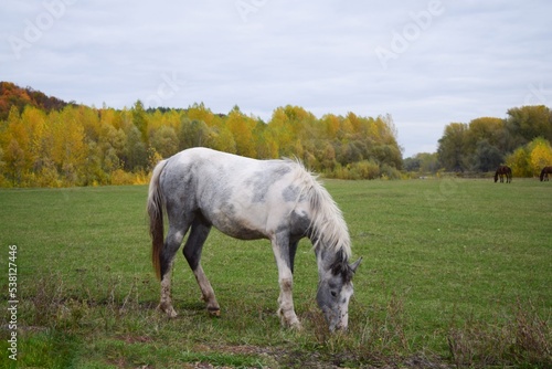 A piebald horse eats grass on a green pasture on an autumn day