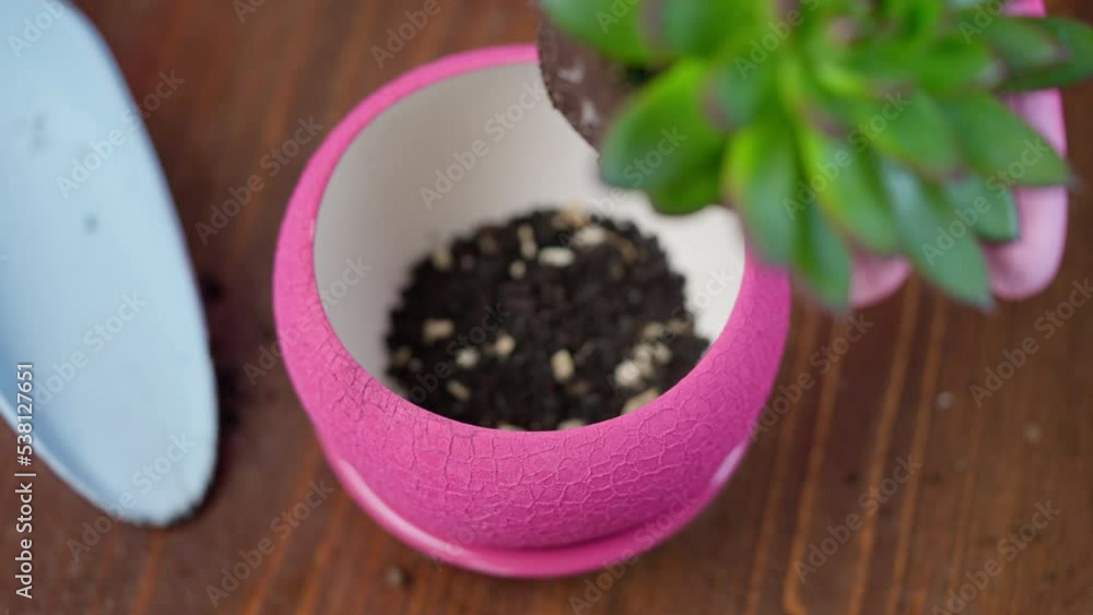 home gardening close up Fill the pot with potting soil details transplant potted plant indoors home gardening close up Fill the pot with potting soil details transplant potted plant indoors