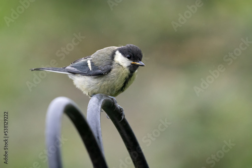 Juvenile great tit on a bird feeder, Norfolk, UK