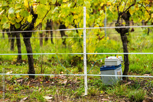 Vignoble, clôture électrique, dispositif anti-intrusion, Alsace, Grand Est, France