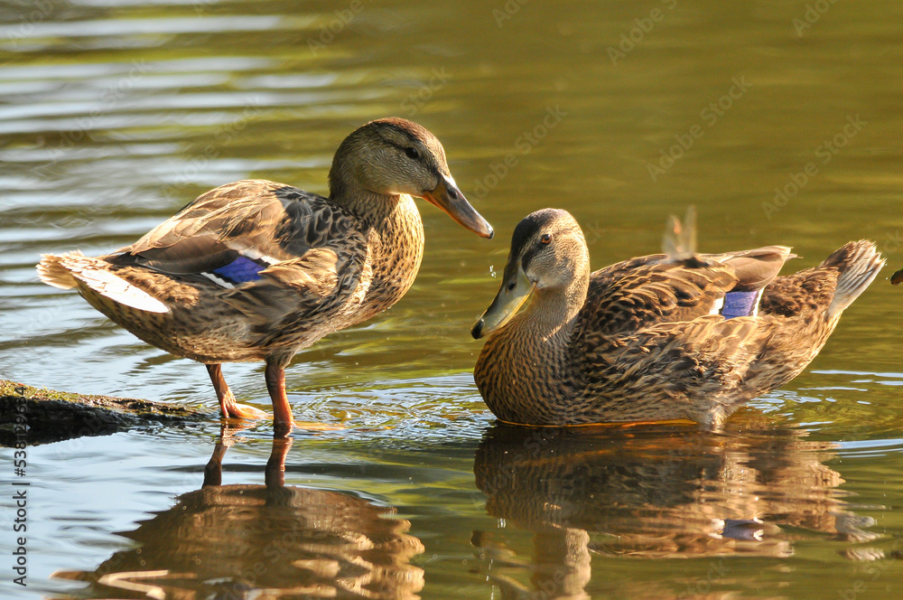 ducks on the lake 2022 in summer ducks on the lake 2022 in summer