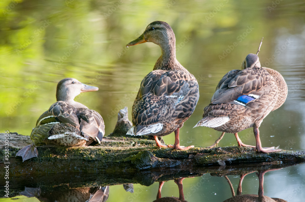 Fototapeta premium ducks on the lake 2022 in summer