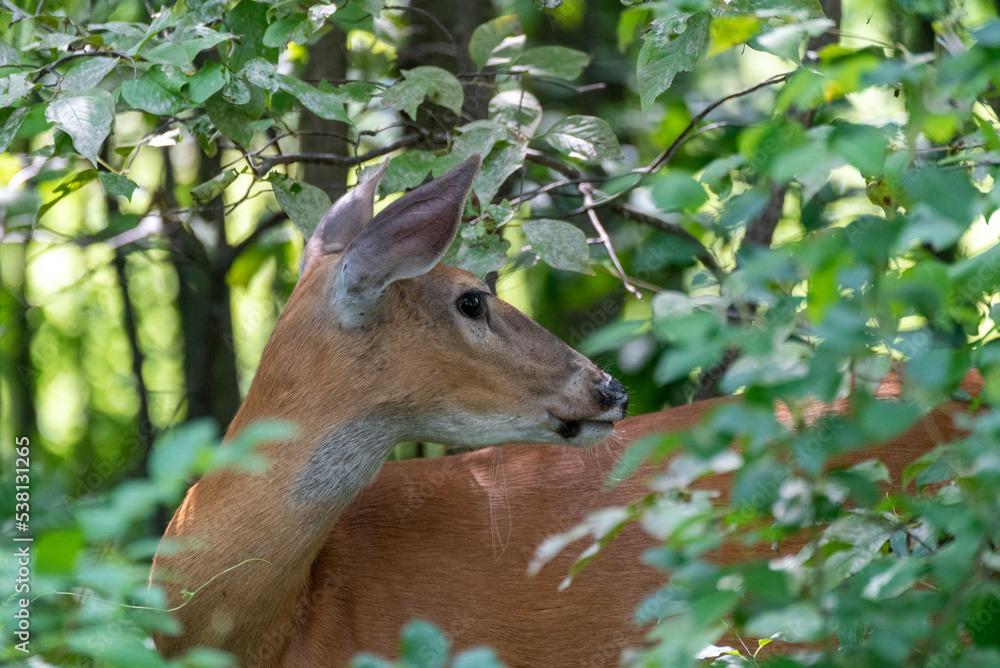 A White-tailed Deer Eating Summer Leaves A White-tailed Deer Eating Summer Leaves
