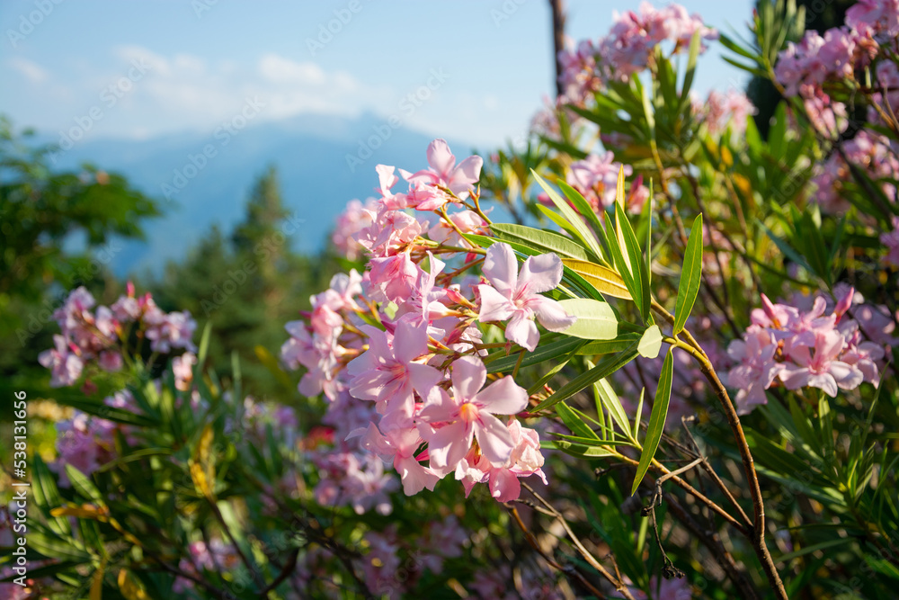 View of a flowers, mountains and beautiful landscape in the Pyrenees