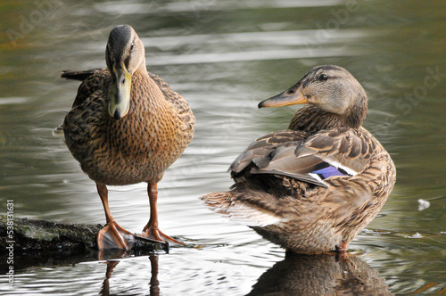 ducks on the lake 2022 in summer