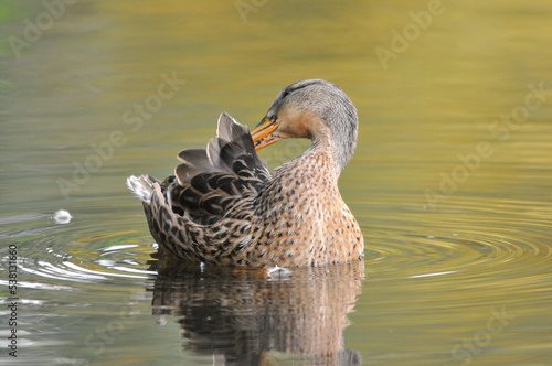ducks on the lake 2022 in summer