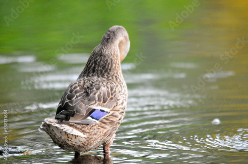 ducks on the lake 2022 in summer