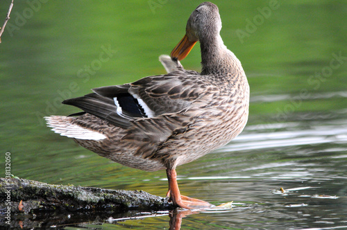 ducks on the lake 2022 in summer