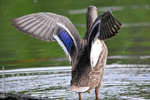 ducks on the lake 2022 in summer