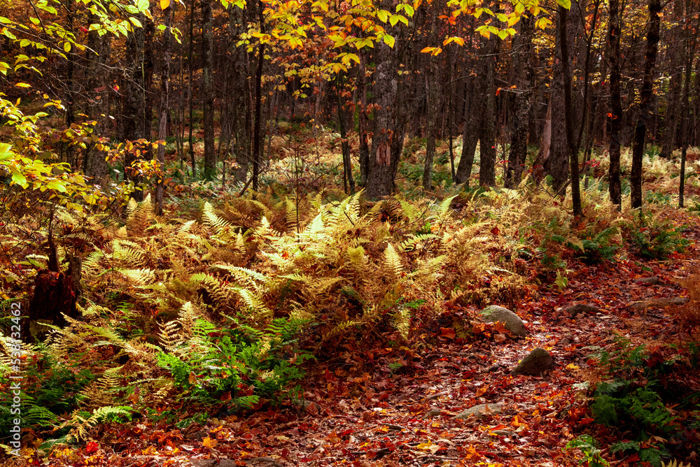 Fototapeta premium New England Autumn Landscape