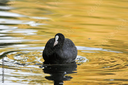 ducks on the lake 2022 in summer