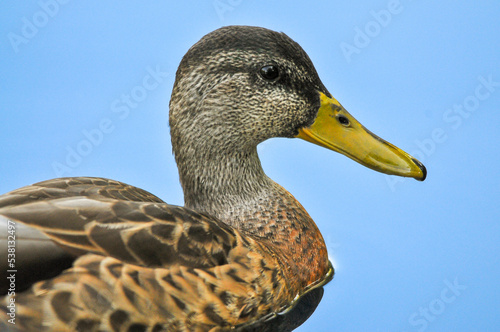ducks on the lake 2022 in summer