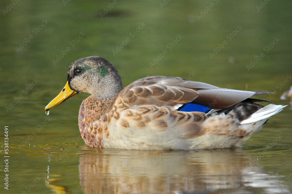 Fototapeta premium ducks on the lake 2022 in summer