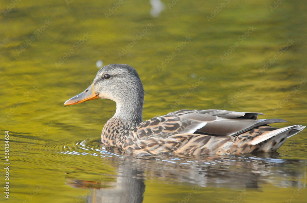 ducks on the lake 2022 in summer ducks on the lake 2022 in summer