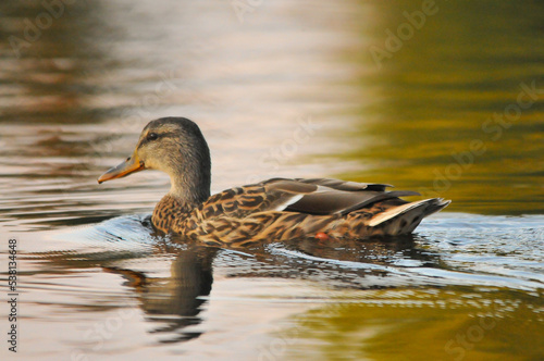 ducks on the lake 2022 in summer