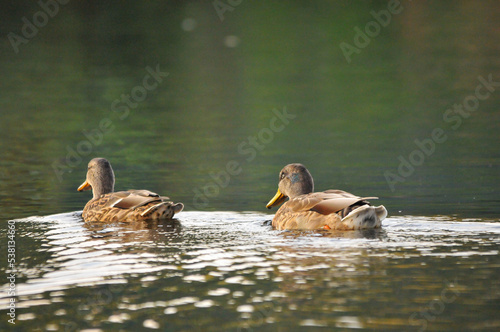 ducks on the lake 2022 in summer