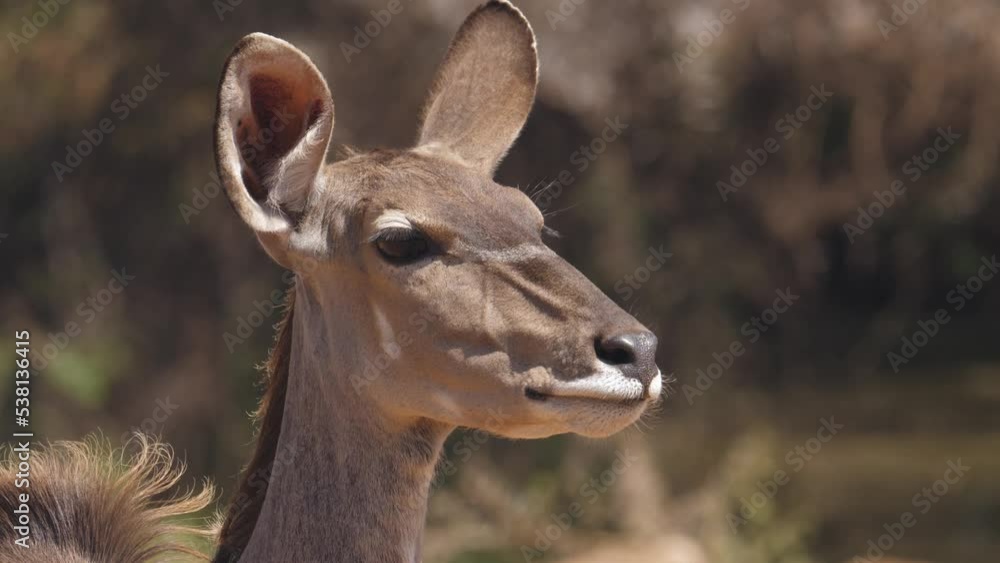 Closeup: face of female kudu looks around carefully Closeup: face of female kudu looks around carefully