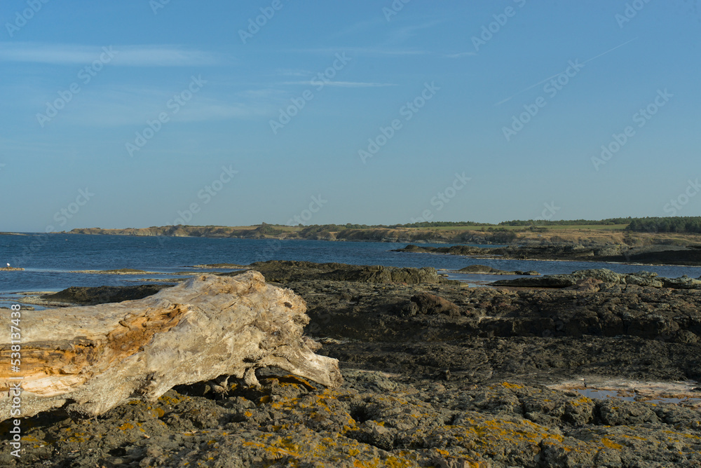 A large tree trunk thrown from the sea on the rocks against the background of the sea