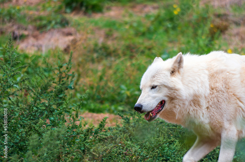 Loup blanc arctique(Canis lupus arctos)