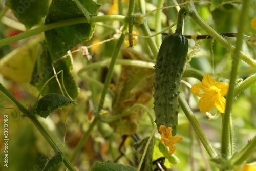 Closeup view of cucumber ripening in garden on sunny day