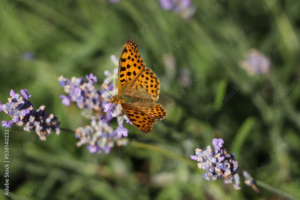 Obraz premium Beautiful butterfly in lavender field on sunny day, closeup