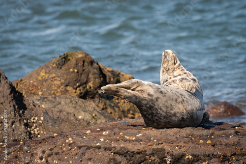 Grey seal relaxing on the shore, Yorkshire coast, UK