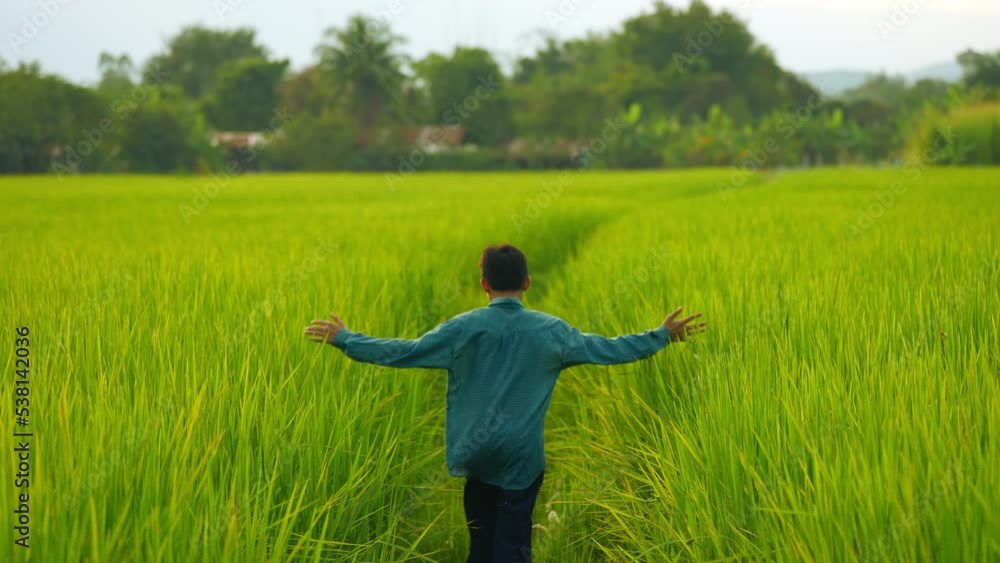 Children farmer slow motion running and walking in rice field of organic plantation in rural, back side view of people in courntryside Children farmer slow motion running and walking in rice field of organic plantation in rural, back side view of people in courntryside